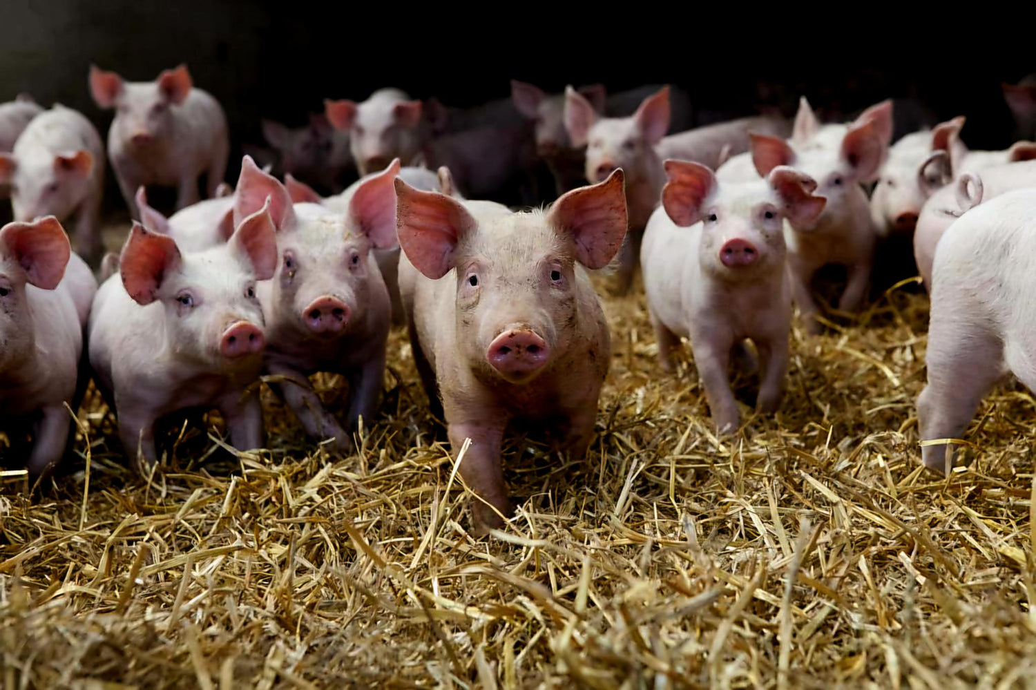 Porcs en gros plan, utilisés pour la production de la Charcuterie des Flandres